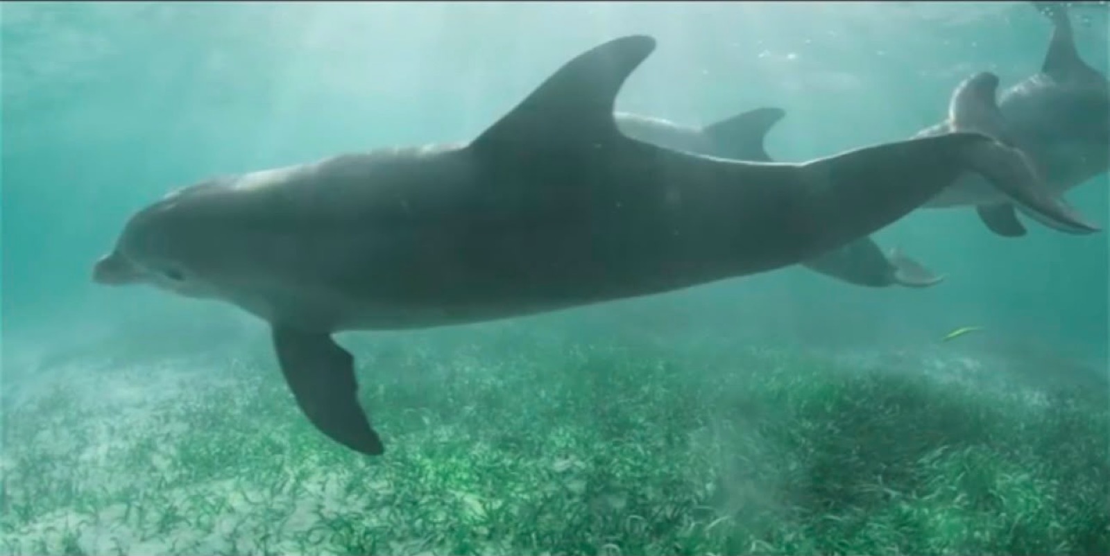 Dolphins in the wild